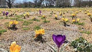 クロッカスの花